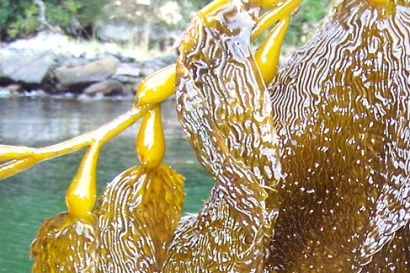 Norwegian seaweed to be grown for fuel