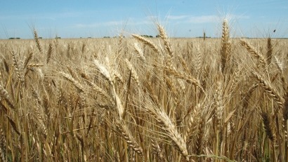 More calls for G20 to focus on real cause of food price hikes: oil prices