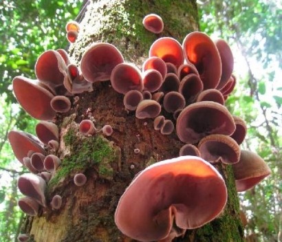 Scientist looks at tree fungus as possible source of renewable energy