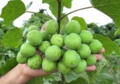 Scientists in Egypt develop aviation biofuel from jatropha plants