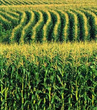 Published report: Biofuel from corn cobs, stalks, projected to cost $1.50