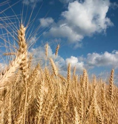 Agencies see crops for biofuels, livestock outpacing food production