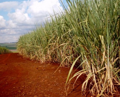 NREL and Colombian oil firm processing sugar cane residue and palm oil into biofuel