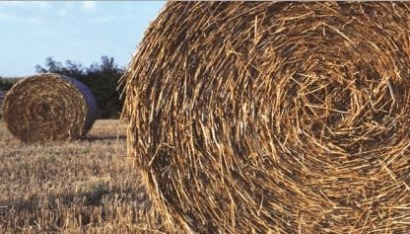 Biofuel enzymes market growth spurred by second-generation feedstock, report says