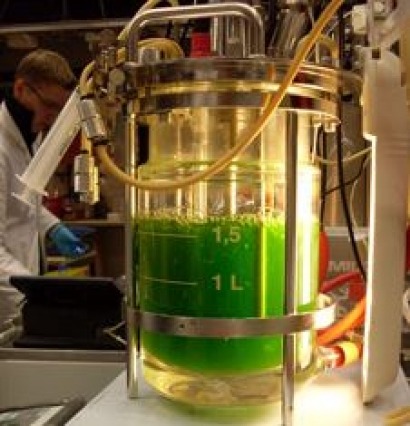 Algae may be a potential source of biofuels even in cool climate, researchers say