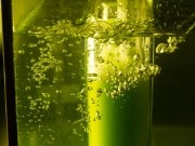 Algae Biomass Organization publishes updated standards for algae industry
