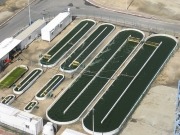 Is Asia ready for commercial algae production?