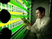 Microalgas: mejoras de un 80% en la captación de luz y de un 14% en la producción