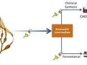 Crean un tipo de bacteria E. coli que ayuda a producir etanol