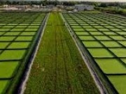 Desde el agua al cielo: algas para combustible de aviación