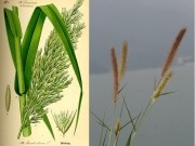 ¿Plantas invasoras para biocombustible?