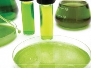 Nuevos desarrollos tecnológicos para biorrefinerías de segunda generación