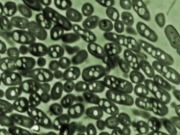 Una bacteria "aprende" a fabricar biocombustible