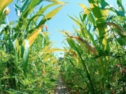 USDA announces support for next-gen biofuels