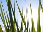 Global sustainability indicators agreed for bioenergy