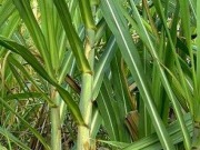 La caña de azúcar vuelve a Motril de la mano del etanol