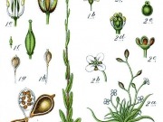 Camelina, ¿nace una nueva estrella en los biocombustibles?