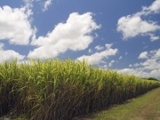 El Gobierno anuncia un plan para aumentar la producción de etanol