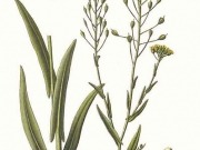 Desarrollan el genoma de la camelina, fuente de biocombustible