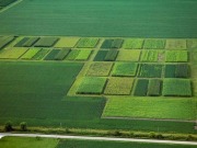 Nueva oportunidad para la hierba miscanto como biocarburante