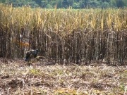 Brasil contará con la mayor planta de etanol de caña de azúcar del mundo