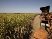 Unilever y Nestlé se unen a ONG contra los biocarburantes de cultivos