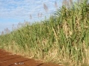 Preocupa la caída en las ventas de etanol
