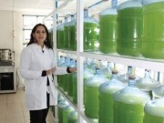 Desarrollan biodiésel en base a microalgas