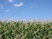 Criticisms of biofuels are “self-serving” says the Global Renewable Fuels Alliance
