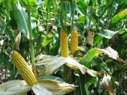Over-fertilizing corn undermines ethanol production