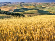 Meeting biofuel production targets could change agricultural landscape
