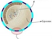 La CE limita el biodiésel de cultivos y la ciencia ayuda con el de residuos