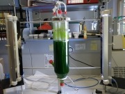 Llega a España una firma italiana especializada en el cultivo de algas para biodiésel
