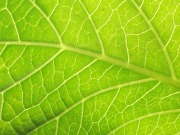 Avanza la manipulación genética para conseguir nuevos biocarburantes