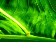 Bio-inspired “electric leaf” being developed in Scotland