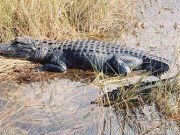 Researchers say alligator fat – yes, alligator fat -- could be used to make bio-diesel