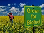 La CE hace oficial el “recorte” a los biocarburantes para limitar la reconversión mundial de tierras 