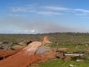 El aceite de palma acosa bosques, especies amenazadas y comunidades indígenas