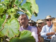 El ritmo de producci&oacute;n de frutos de jatrofa en Canarias es mayor que en otras regiones del mundo