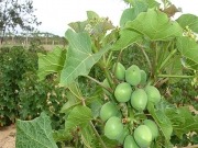 Jatropha para biodiésel italiano