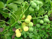 Diez mil hectáreas de jatropha para biocombustible