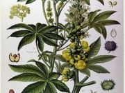 Desde México aseguran obtener un biodiésel premium