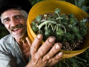 El biodi&eacute;sel promueve la agricultura familiar