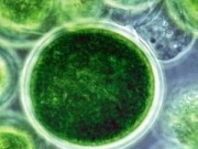 In search of microalgae-based biodiesel