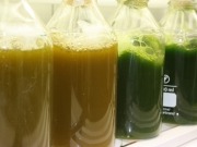 Biodiésel y biogás a partir de microalgas más eficientes