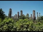 La bioenergía se lleva el 60% del aceite de palma consumido en Europa