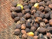 Jatropha para aviones brasile&ntilde;os