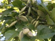 Biofuel tree project discovers indigenous partners
