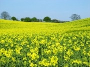 DECC and IEA press need for sustainable biofuels