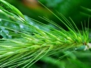 Biomass manufacturer opens new research and development center